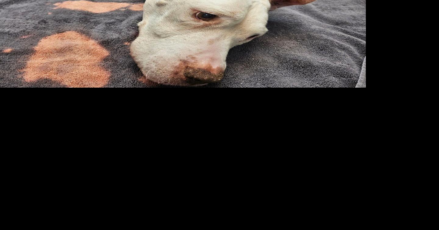 Warren couple charged after emaciated dog found | Archives | wfmj.com