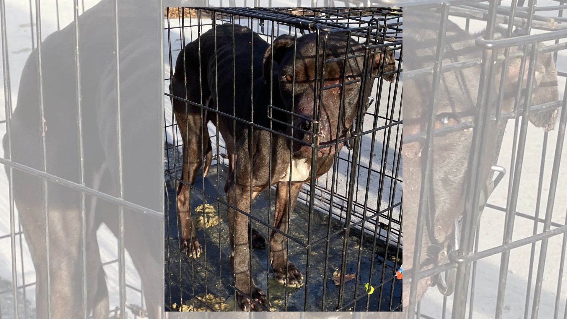 SLIDESHOW AND VIDEO: Emaciated dog found zip tied in crate in ...