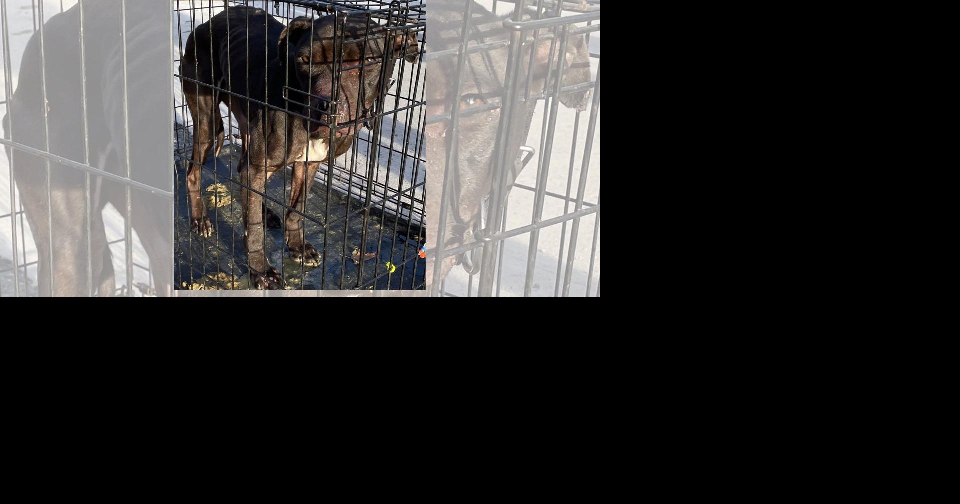 SLIDESHOW AND VIDEO: Emaciated dog found zip tied in crate in ...
