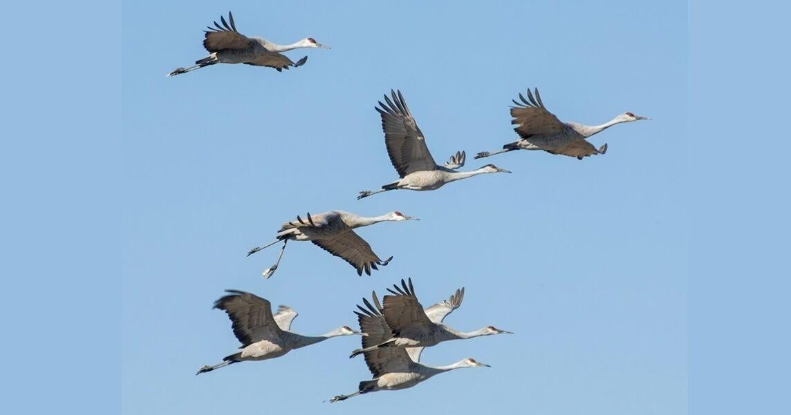 Birdwatchers record surge of threatened cranes in Trumbull County
