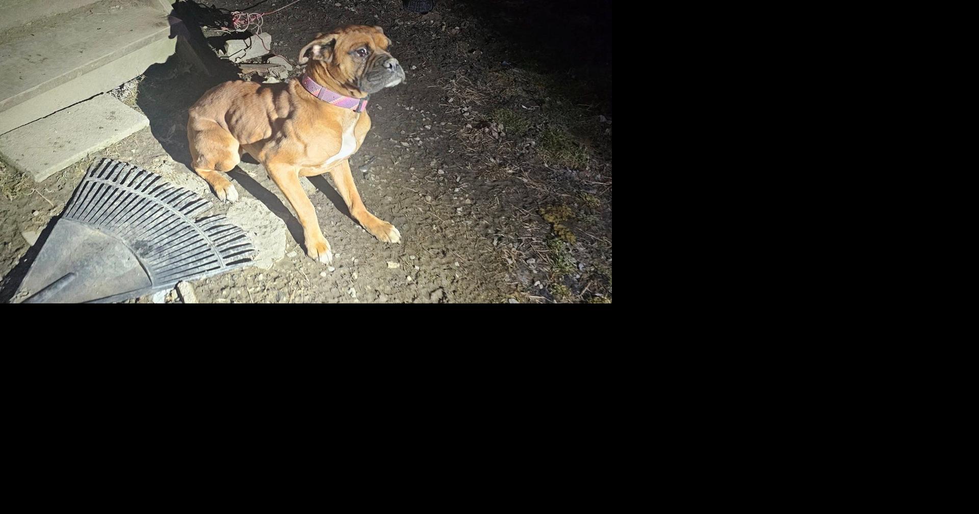 Leavittsburg man charged after dog found emaciated, abandoned in cold ...