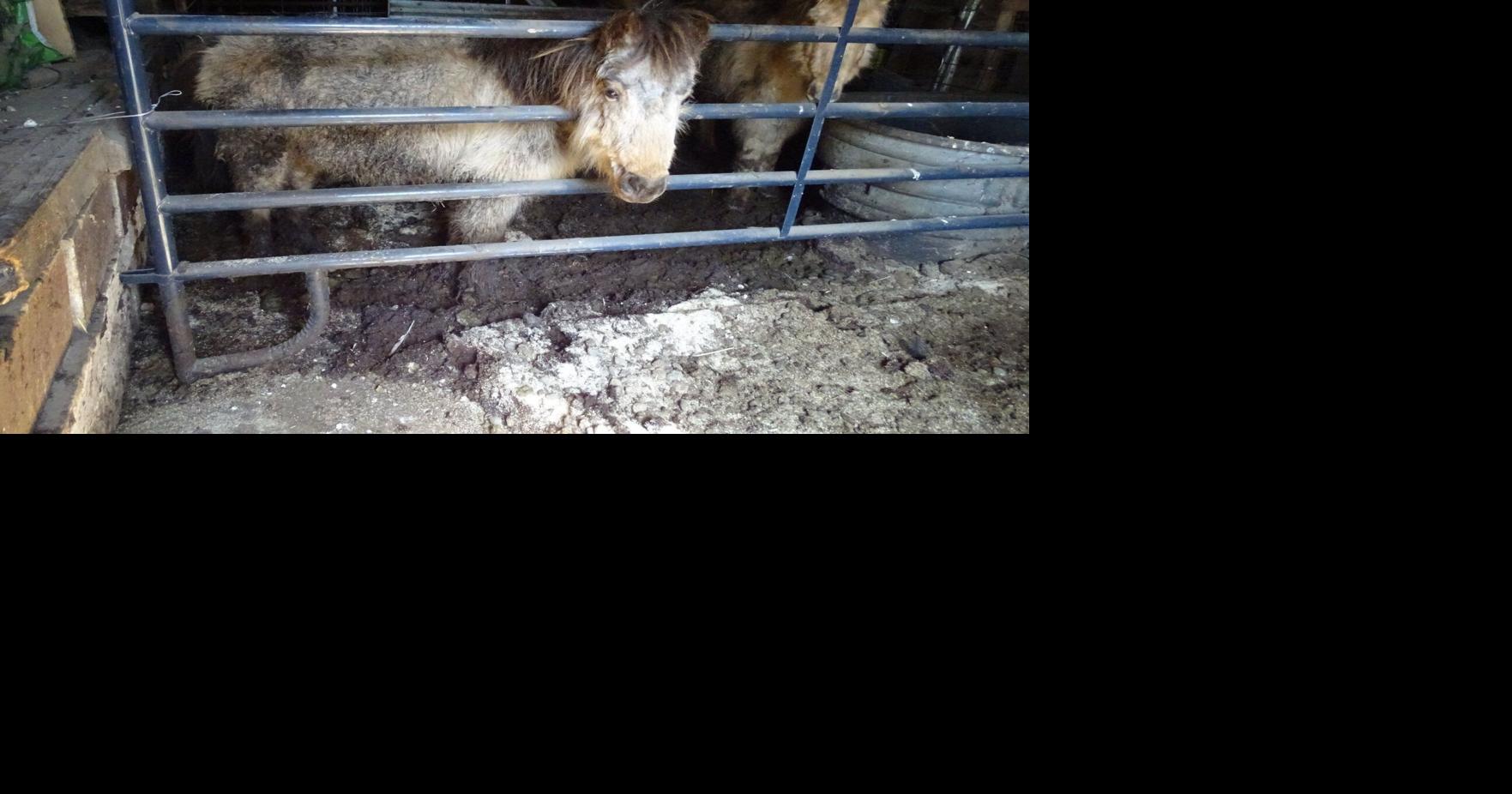 One dozen animals rescued from unsanitary conditions in Trumbull County ...
