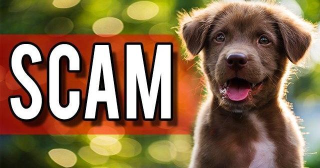 Police: Boardman woman loses $500 in social media dog rescue scam