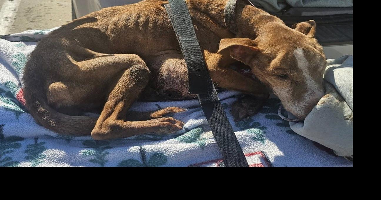 Warren woman pleads guilty to animal cruelty | Local News | wfmj.com