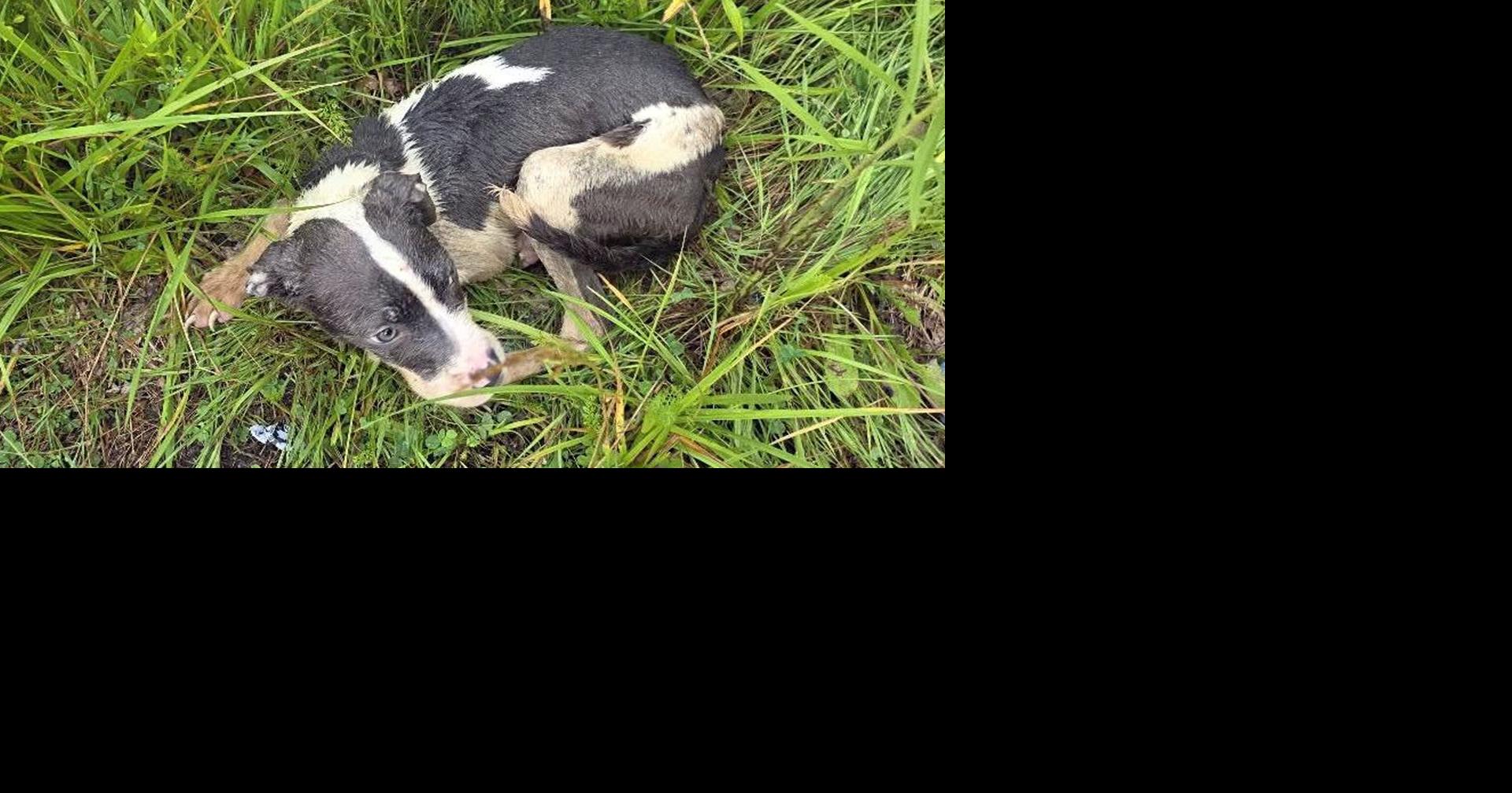 Warren man pleads guilty in fatal animal cruelty case