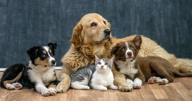 Animal Charity program selected as Pets For the Elderly partner