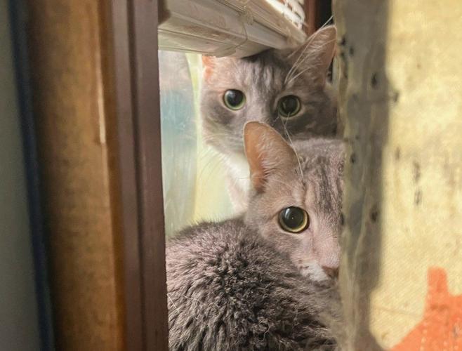 Raffle, adoption event aims to help pets find forever homes | Local ...