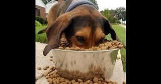 Mercer County Food Bank supports local families and pets