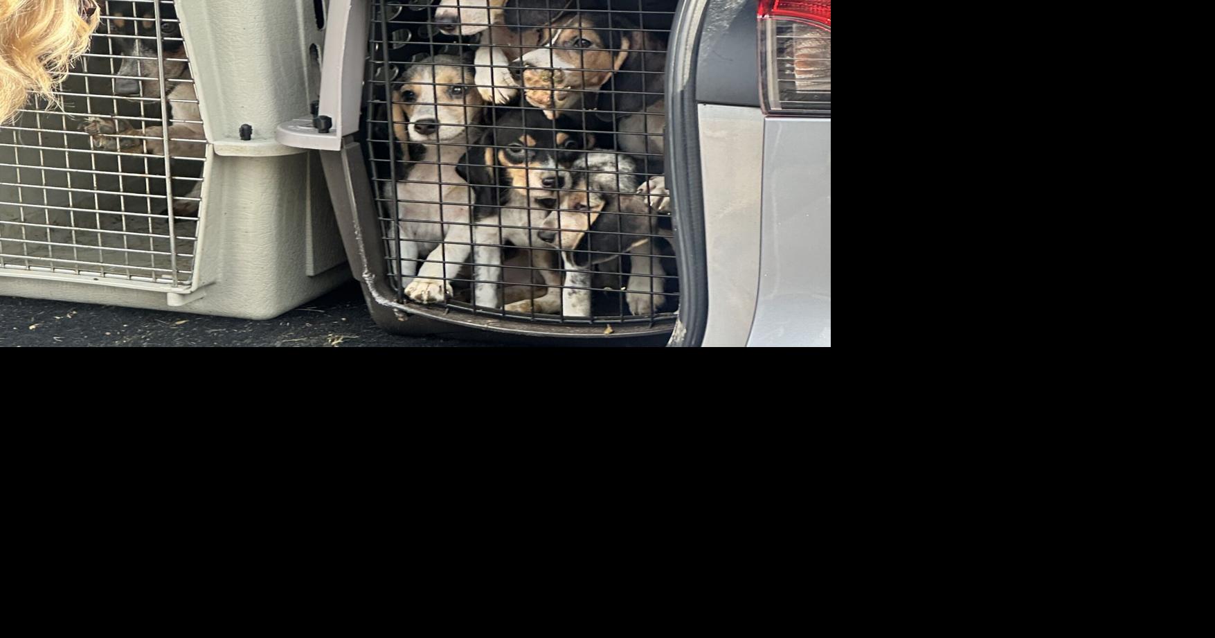 Humane society pauses intake after 25 animals seized from Columbiana home, charges expected