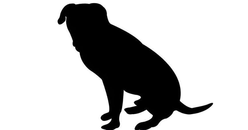 Woman charged with abandoning dog in East Liverpool