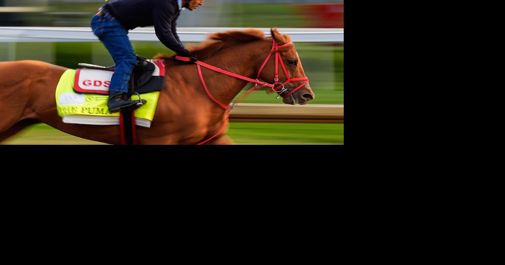 Zoldan owned horse “The Puma” expects to race in July