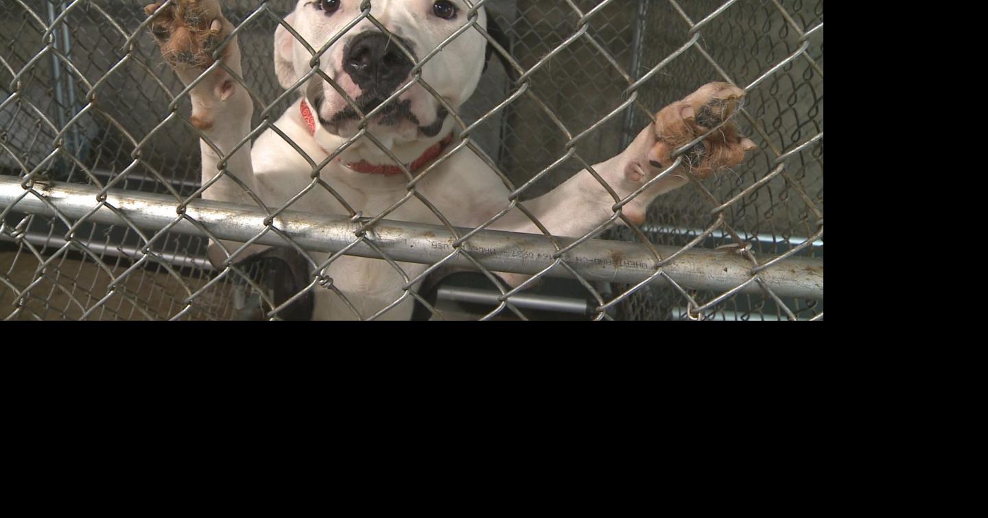 Mahoning Co. Dog Warden addresses over-population of dogs in shelters