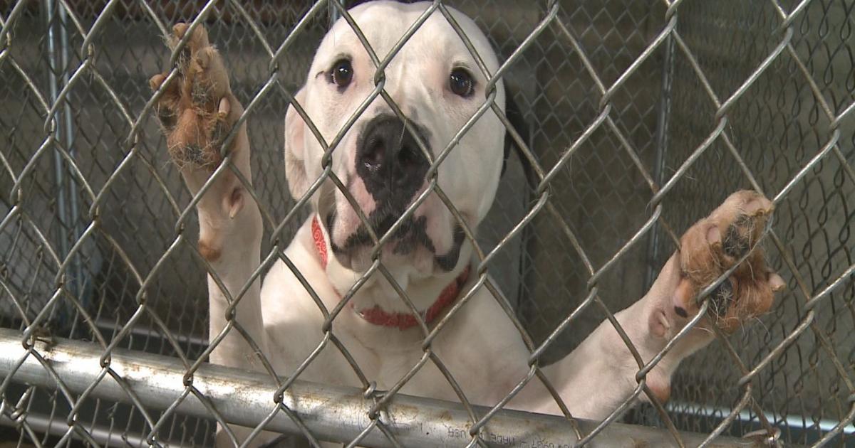 Mahoning Co. Dog Warden addresses over-population of dogs in shelters