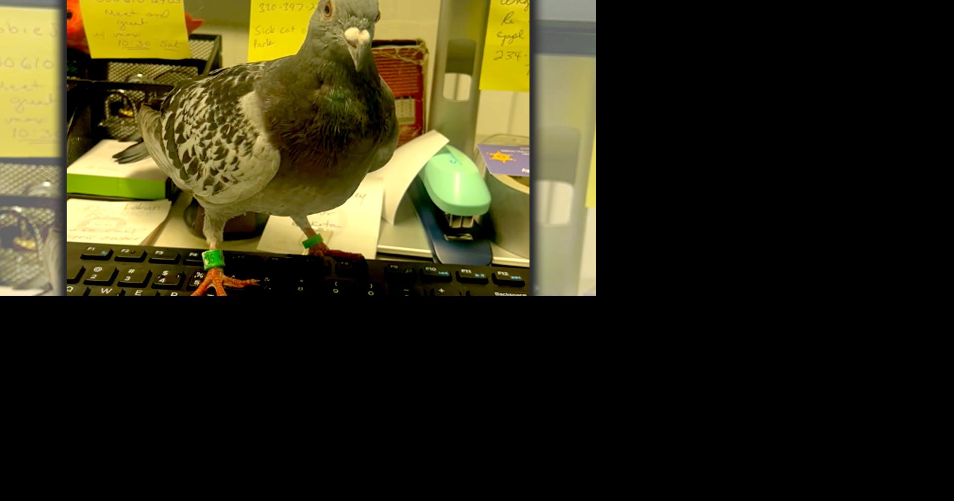 Homing pigeon rescued from Salem neighborhood