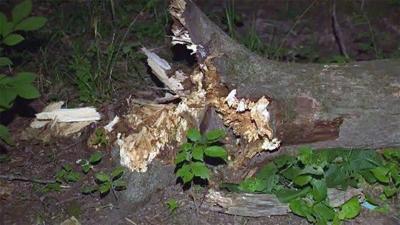 Man taken to hospital after tree falls on him in Poland Forest ...
