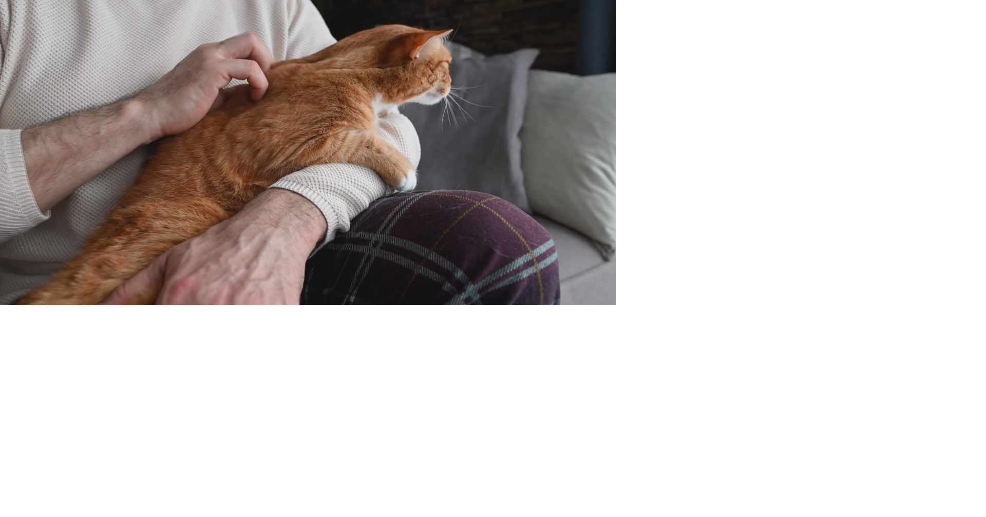 Program helps struggling seniors care for their pets
