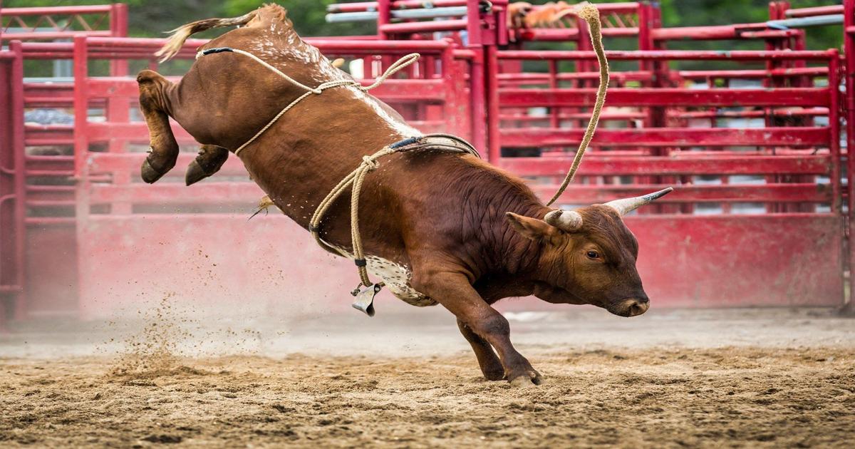 Hopvale Rodeo Hoppel's Championship Rodeo returns July 4, 5 | Archives | wfmj.com