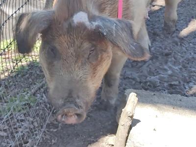 Retared Pigs Sanctuary that rescued a pig from slaughter seeks help | Archives ...