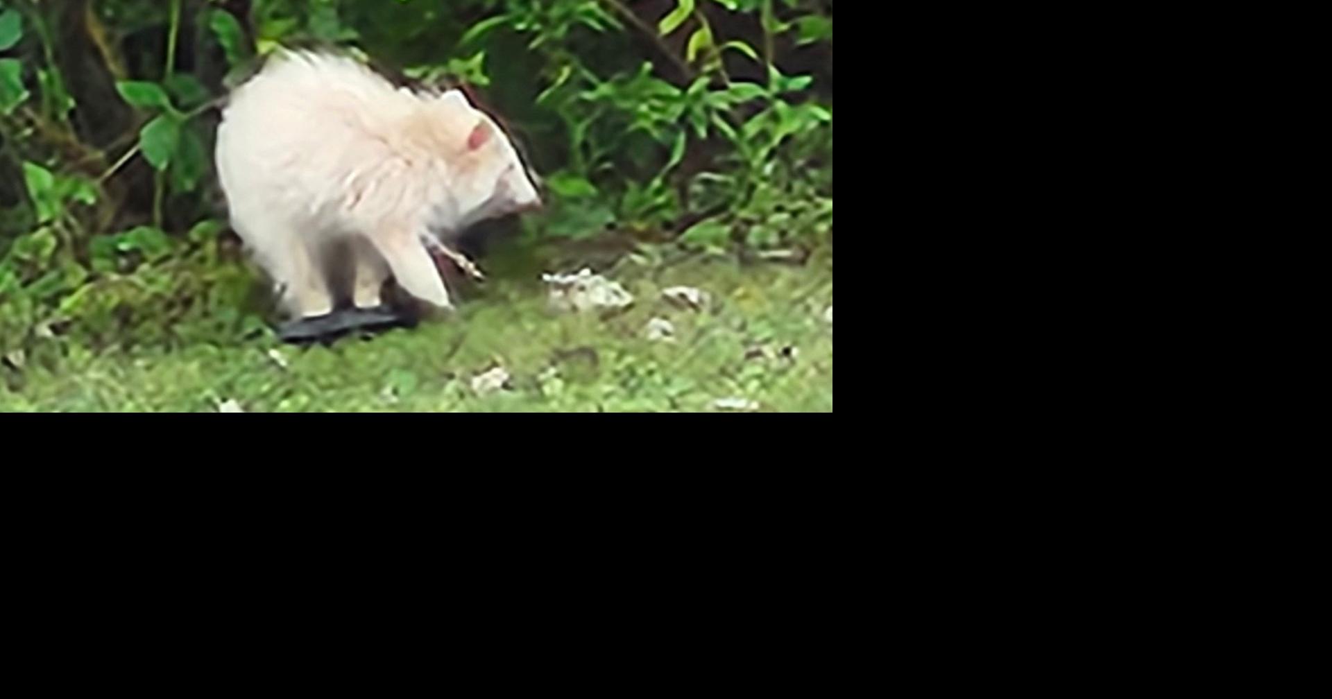 Rare albino raccoon spotted in Mahoning County | Archives | wfmj.com