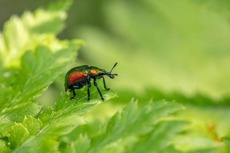 Are there 14 million more insect species than previously thought ...
