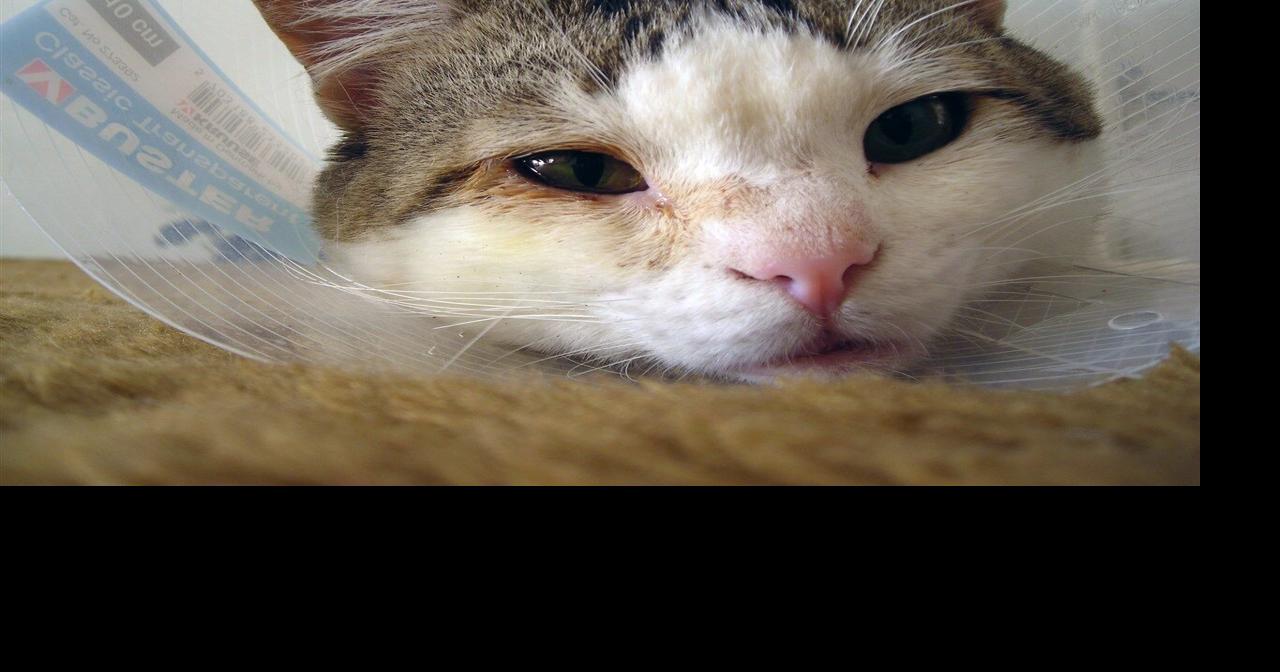 Rabid cat confirmed in Augusta; Health officials issue safety guidelines