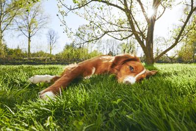 Can You Have a Lush Lawn and a Healthy Pet? - Image