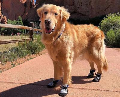 Pause for paws: Protecting your dog’s paws for every season | Dogs ...