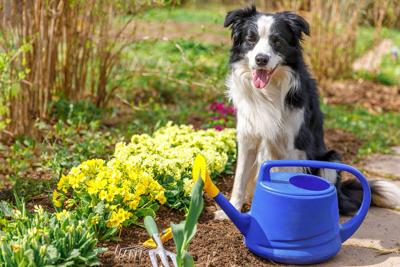 LIFE-NEWS2USE-PETS-DMT