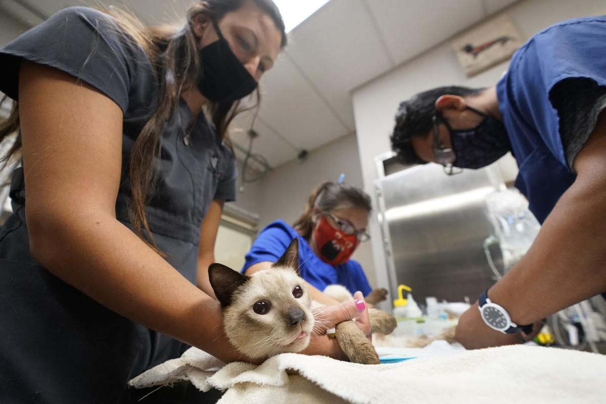 Virus Outbreak Veterinarian Backlog