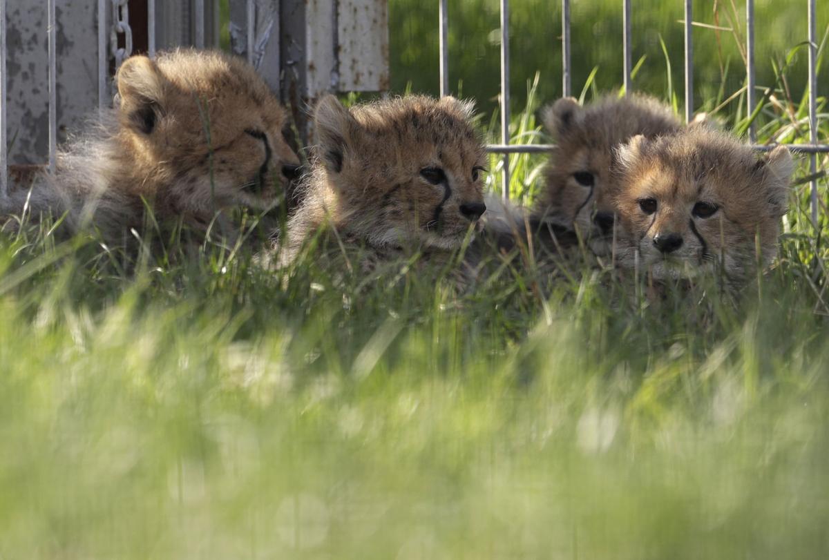 Czech Republic Baby Cheetah