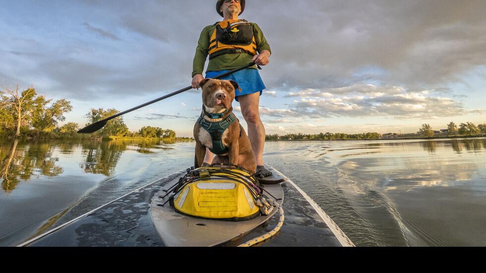 Perfect dog-friendly paddleboard adventures | Pets ...