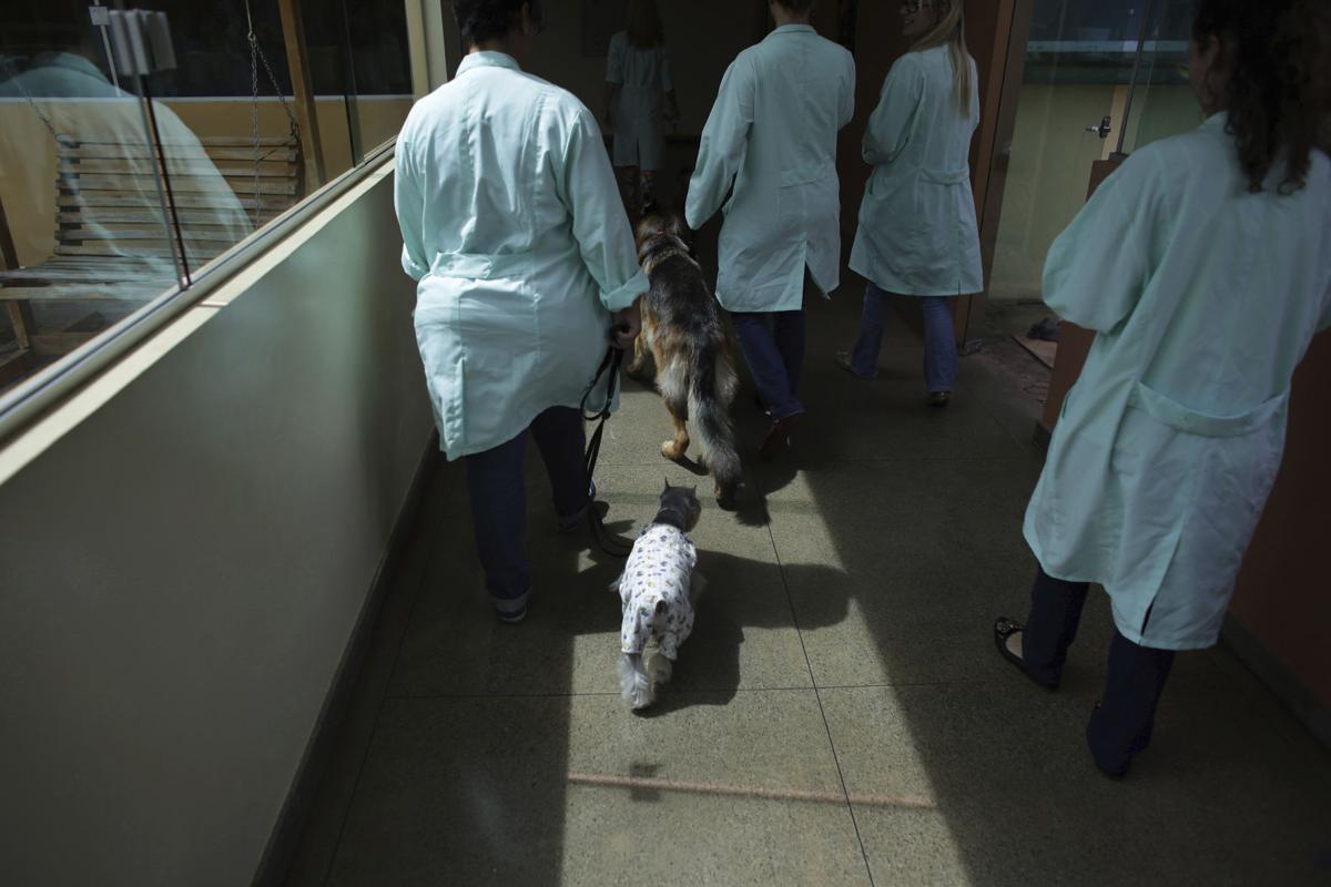Brazil Pet Therapy Photo Gallery