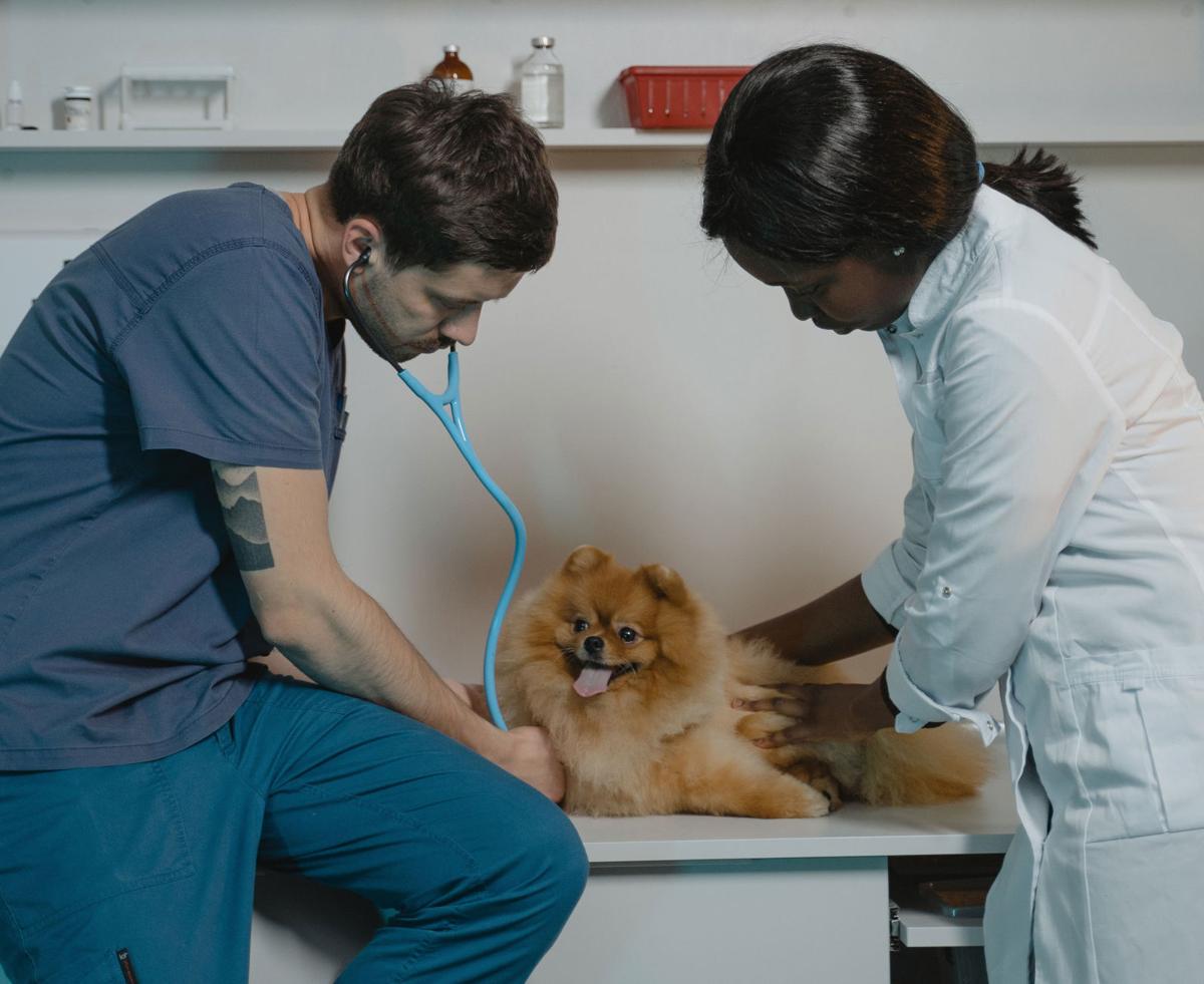 Vet visit