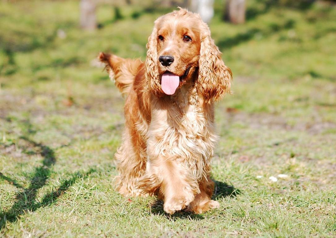 The 43 most popular housefriendly dogs Pets
