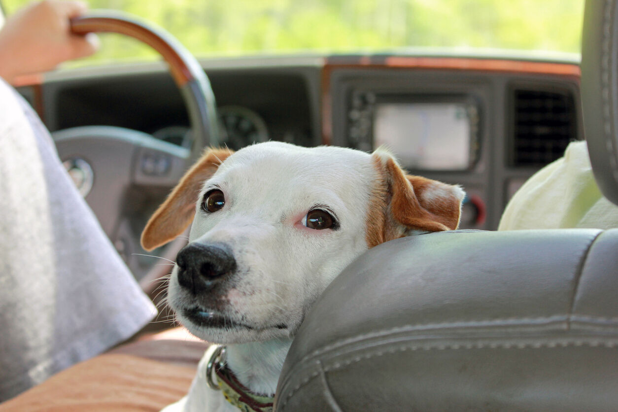 Car anxiety 2024 in dogs treatment