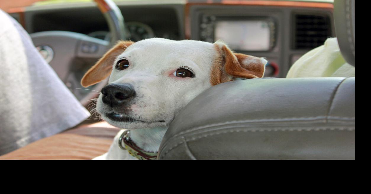How to calm a dog with car anxiety Pets