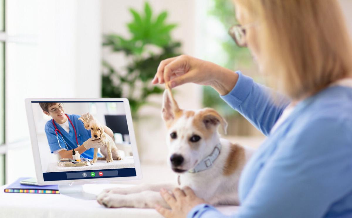 Virtual vet visits: Telehealth for pets is here, and it could be the change veterinary medicine needs - Image