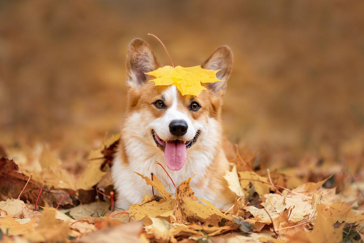 Where and when to leaf peep with your pup - image
