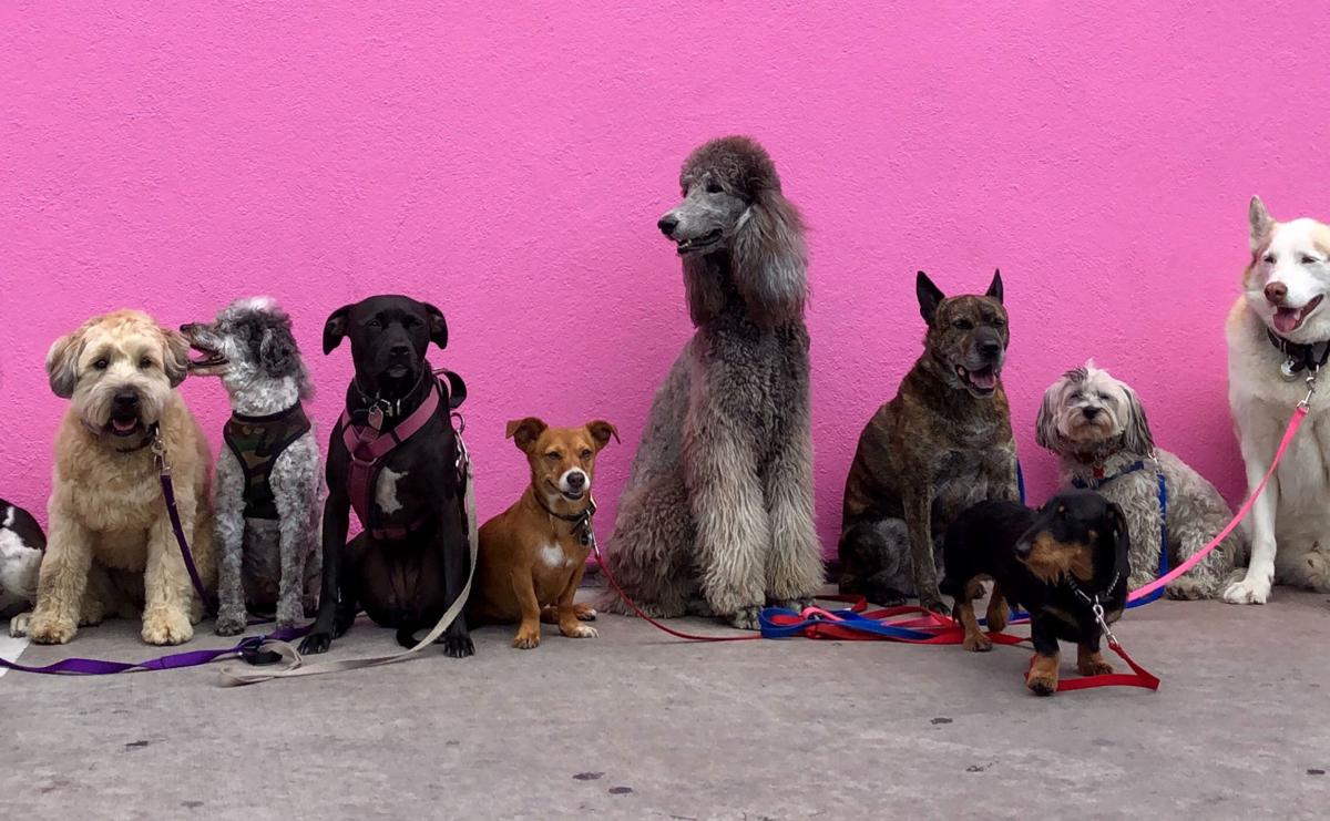 Dogs