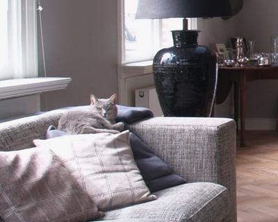4 Ways To Prevent Your Cat From Destroying Your Furniture Cats
