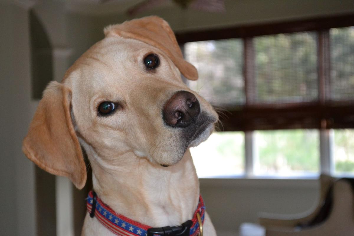 To fly or not to fly: is air travel the right choice for your pet? (image)