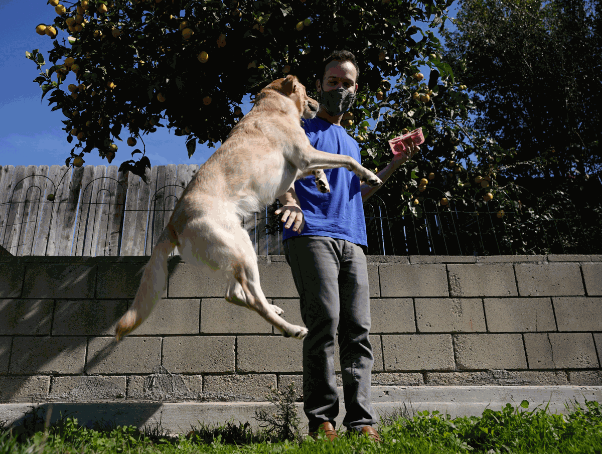 Dogs and health