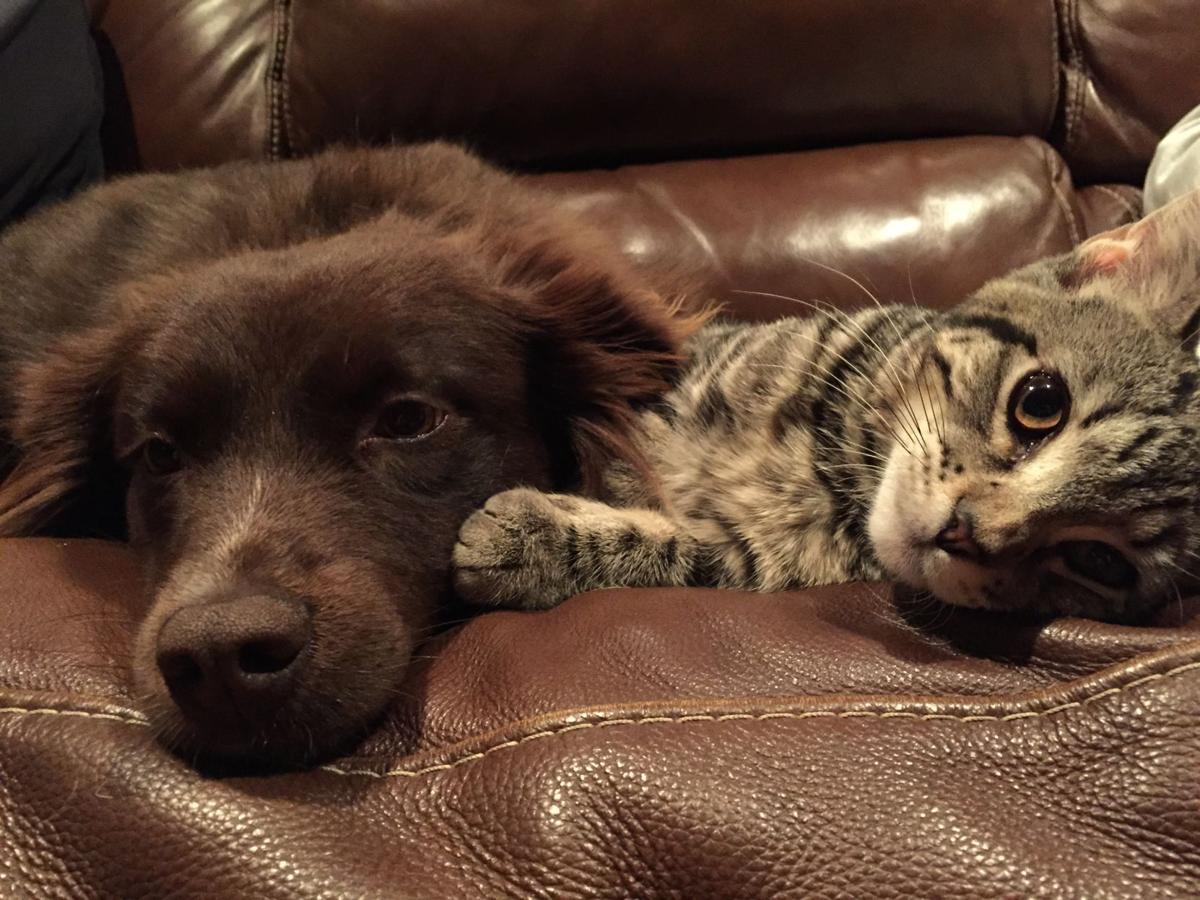 dog and cat