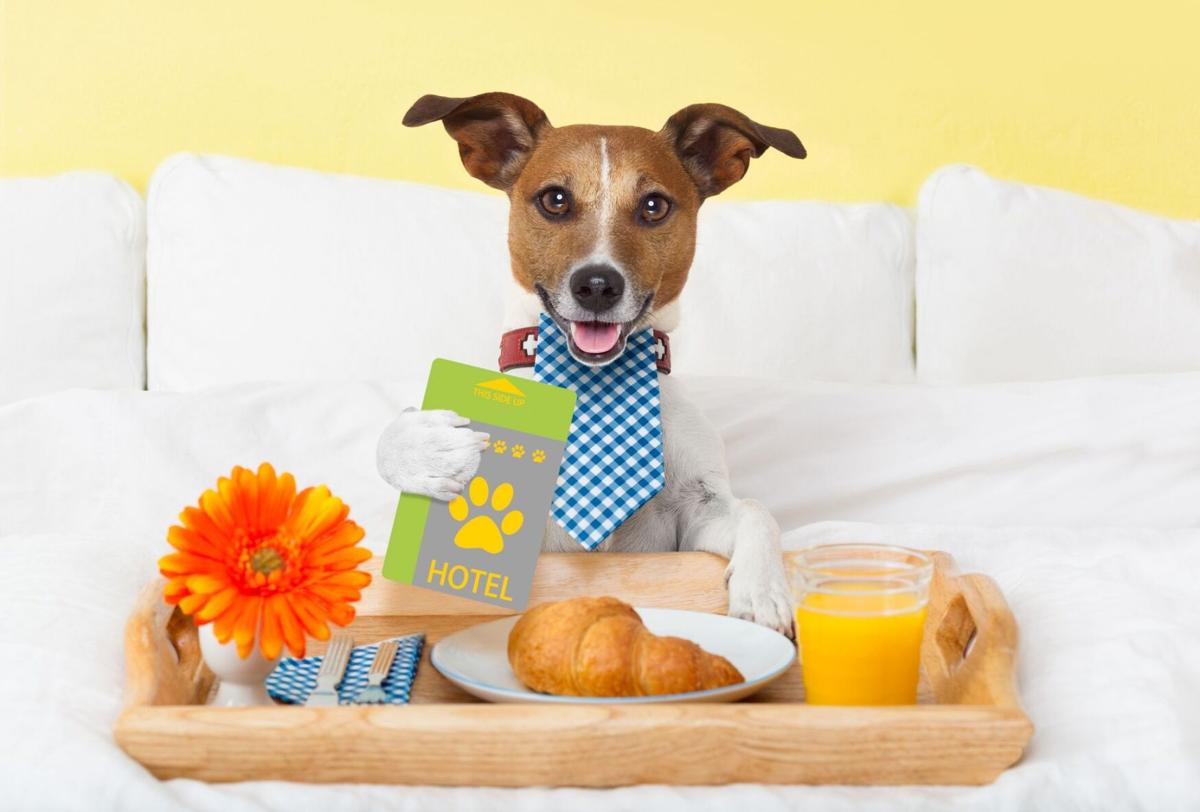 Hotel pet amenities driving pet parents to book and stay longer, TripsWithPets survey finds (image)