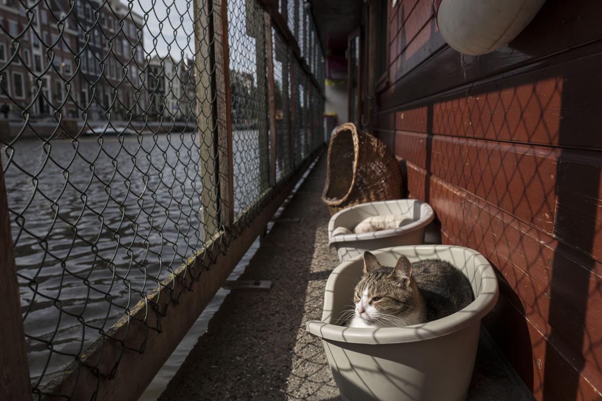 Netherlands Boat For Cats Photo Gallery