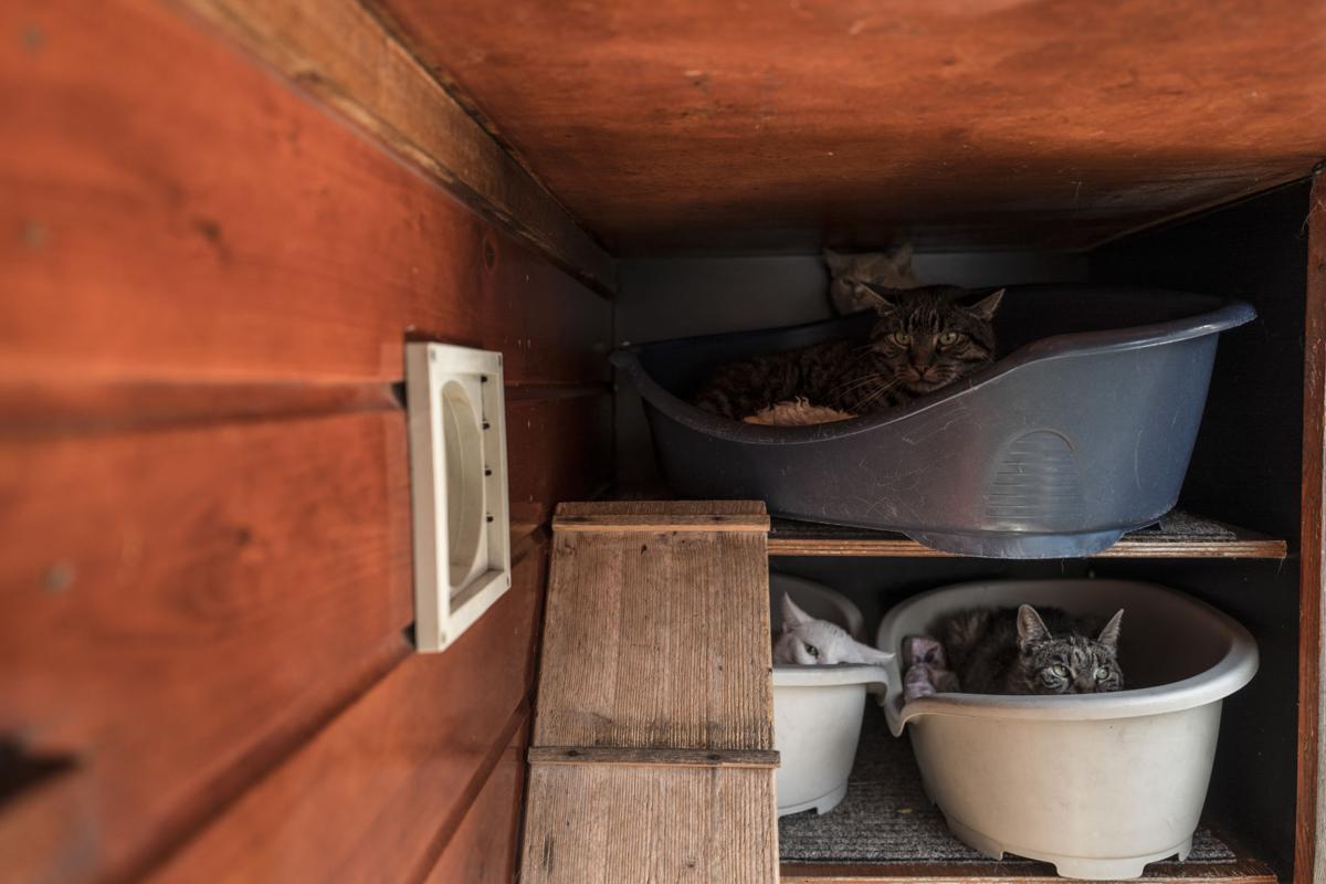 Netherlands Boat For Cats Photo Gallery
