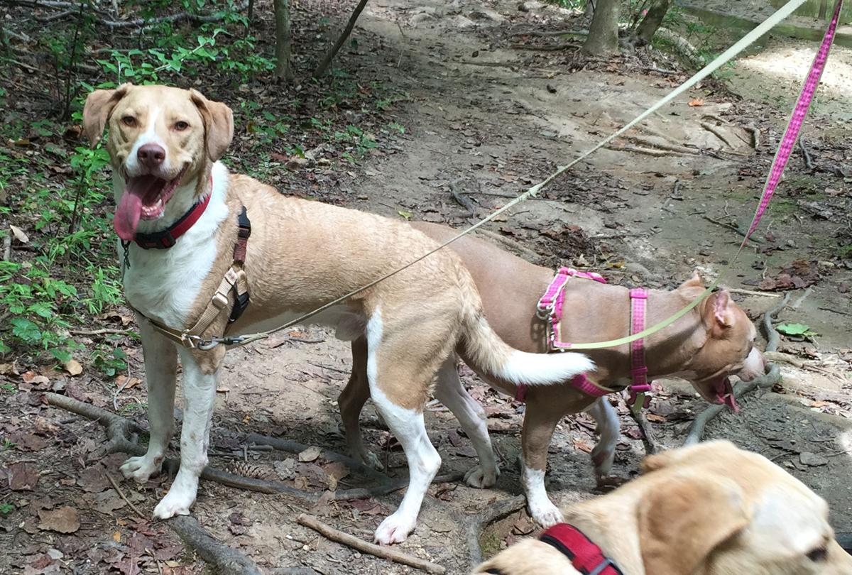 North Carolina's Piedmont Region: The Center of Pet Friendliness! (image)