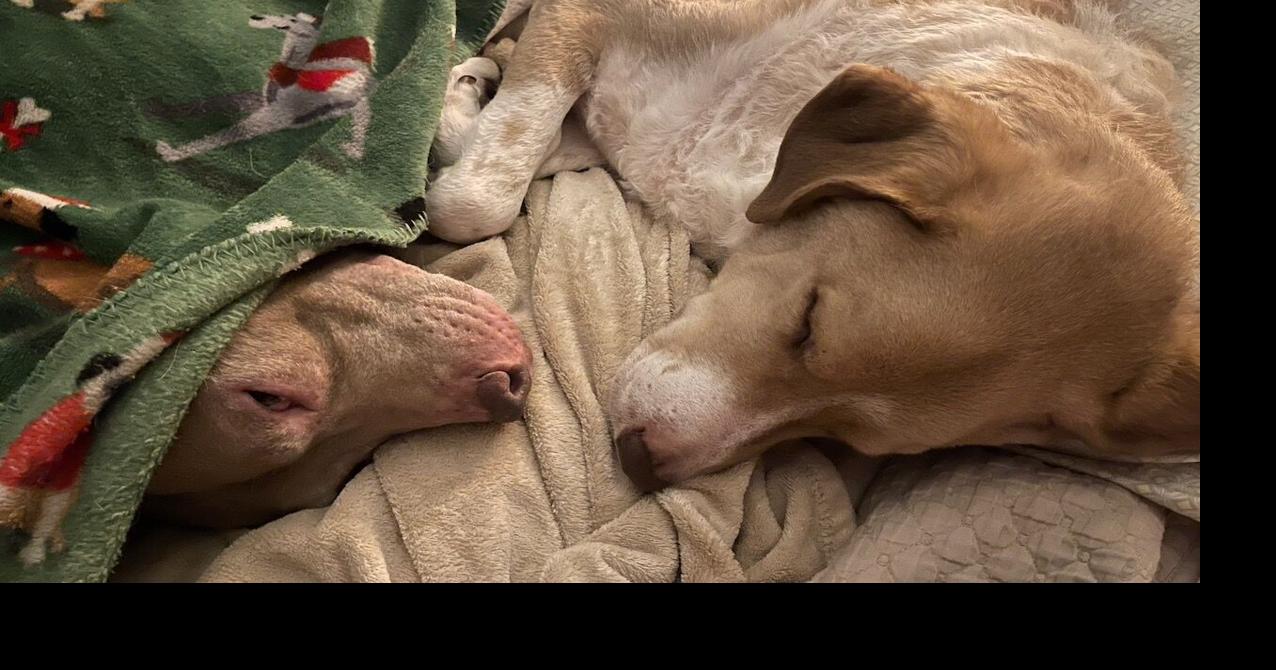 From Shelter Life to Home Sweet Home: Helping Rescue Dogs Adjust to ...