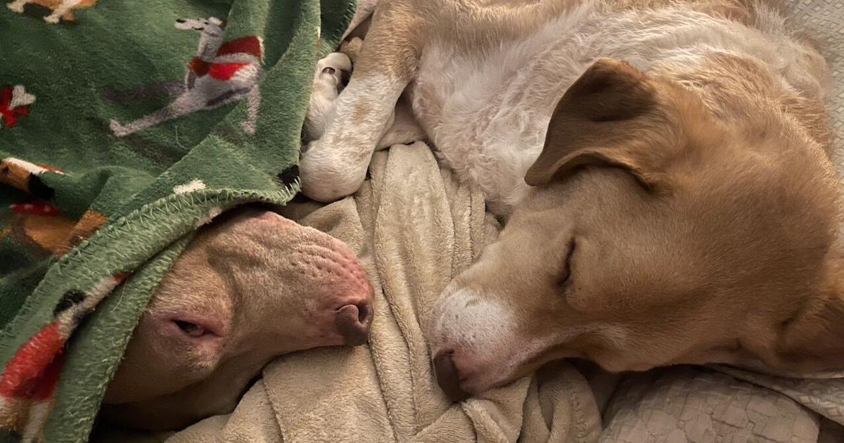Pet Rescue Images From Shelter Life to Home Sweet Home: Helping Rescue Dogs Adjust to ...