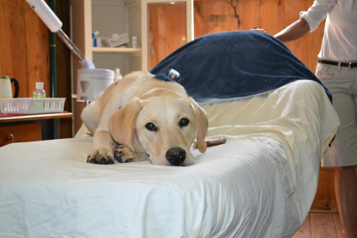 When it comes to business, it’s pet friendly for the win - Image